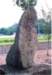 image11067_small.jpg