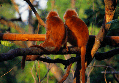 Two monkeys